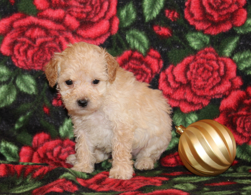 puppy, for, sale, Mini Goldendoodle F1BB, Matthew B. Stoltzfus, dog, breeder, Gap, PA, dog-breeder, puppy-for-sale, forsale, nearby, find, puppyfind, locator, puppylocator, aca